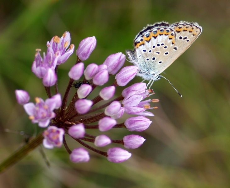 Lycaenidae